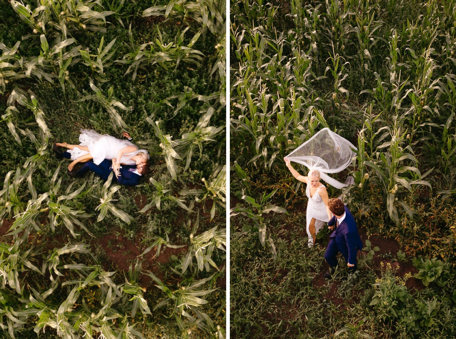 the kelley farm wedding evening portraits corn field