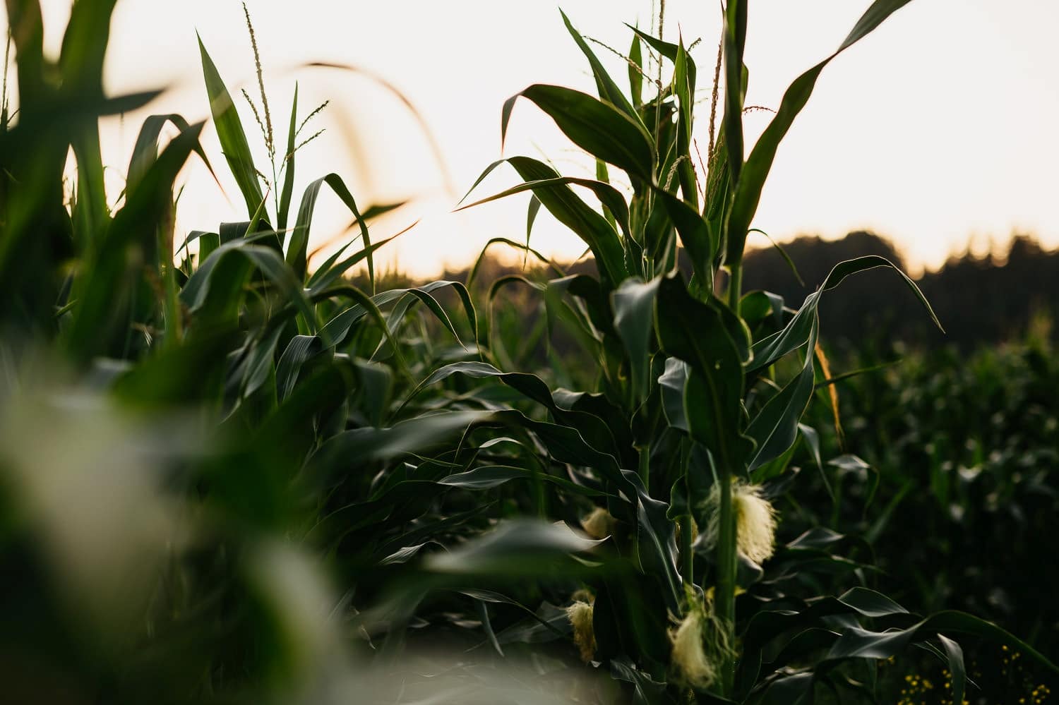 the kelley farm wedding evening portraits corn field
